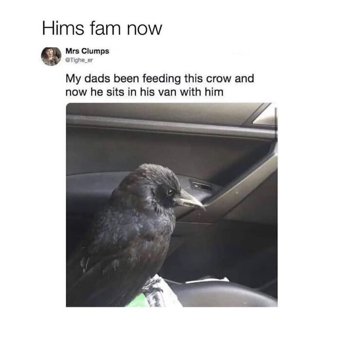 Crow sitting inside a car, looking out the window, with humorous caption about bonding with a human.
