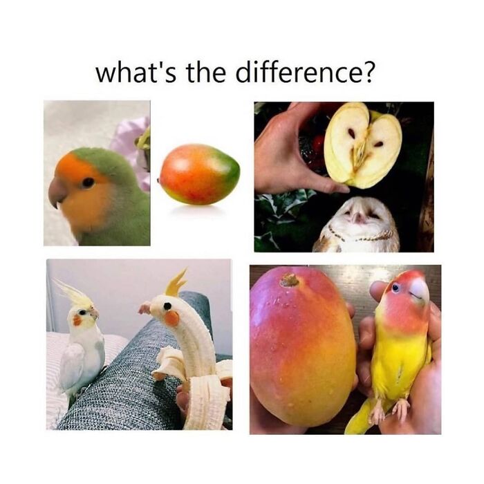 Funny-Birds-Memes