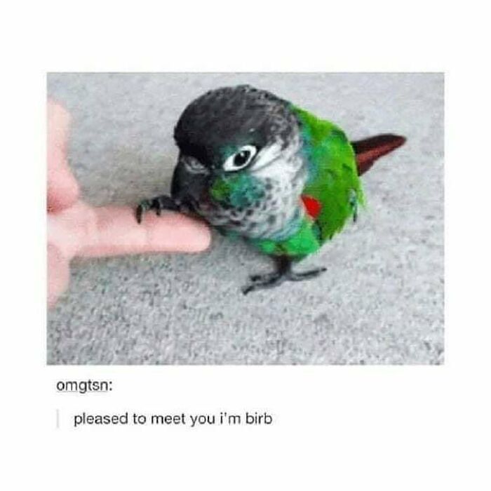 Funny-Birds-Memes