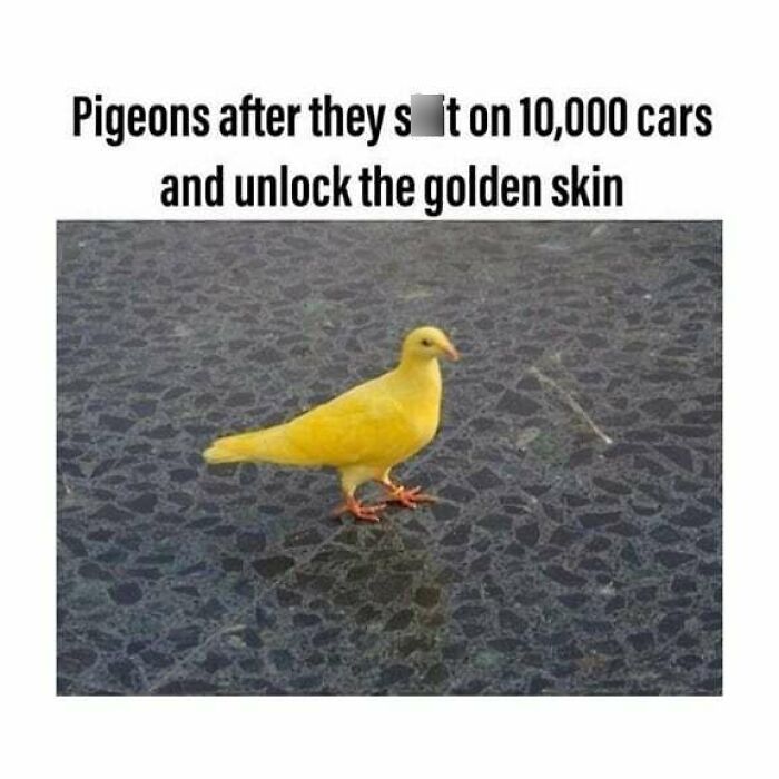 Funny-Birds-Memes