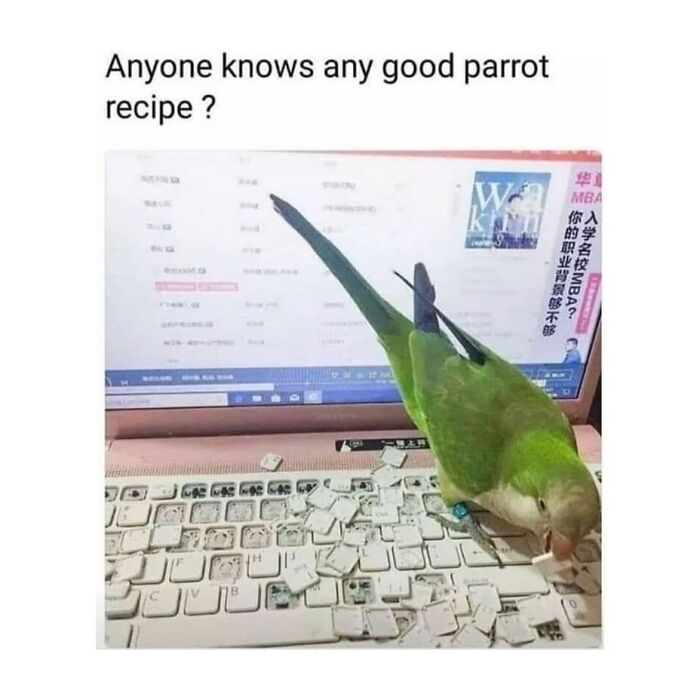 Funny-Birds-Memes