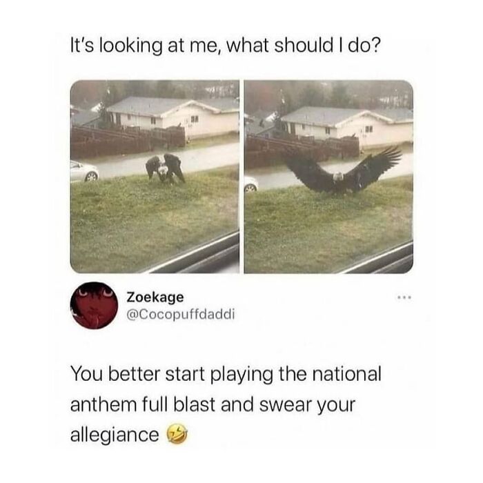 Bald eagle on lawn looking intimidating, perfect meme material.