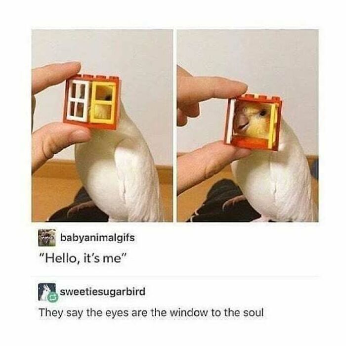 Funny-Birds-Memes