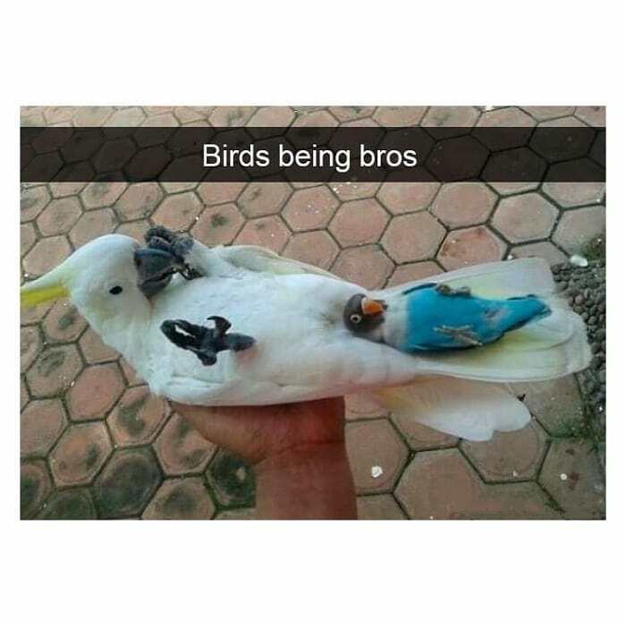 Funny-Birds-Memes