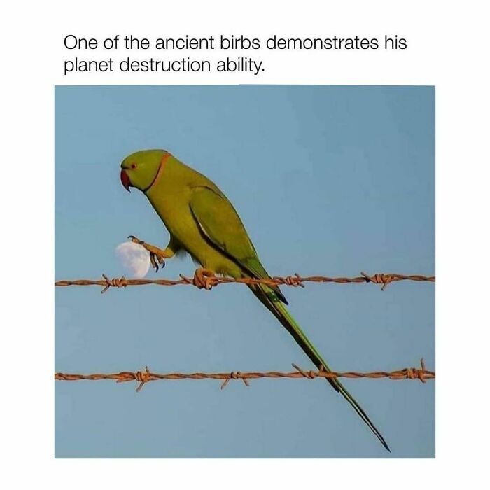 A green parrot perched on barbed wire, holding the moon, creating perfect meme material.
