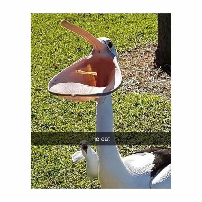 Funny-Birds-Memes