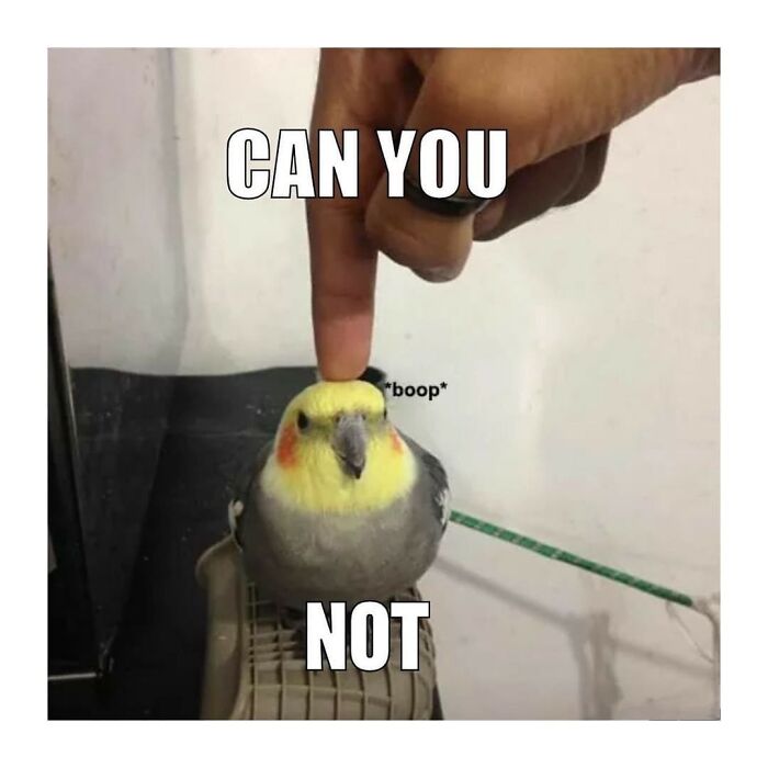 Funny-Birds-Memes