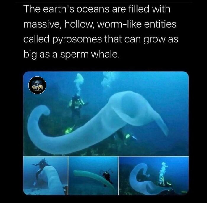 Massive hollow worm-like pyrosomes in oceans, as big as s***m whales, shared in creepy weird facts from Instagram account.