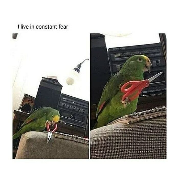 Funny-Birds-Memes