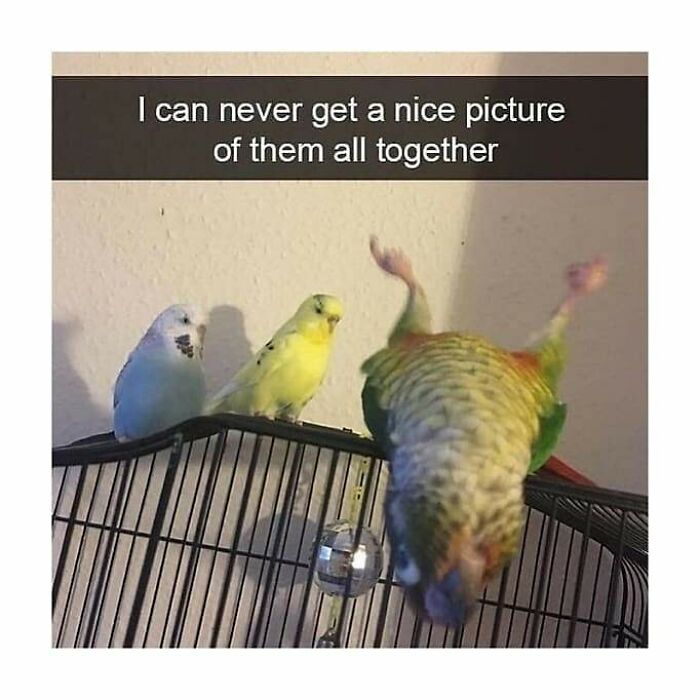 Three birds on a cage, two posing calmly while the third flips upside down, perfect for bird memes.