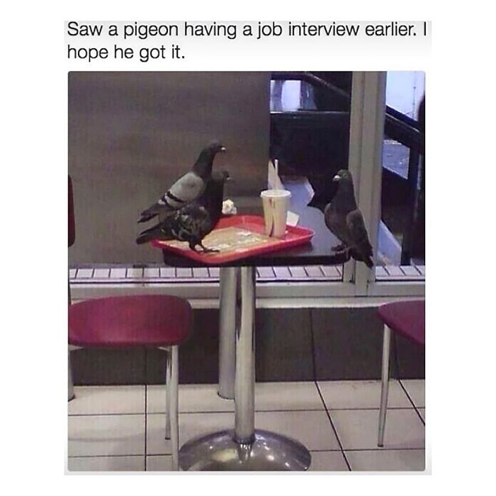 Three pigeons gathered around a fast-food table, resembling a job interview scene. Perfect material for meme creation.