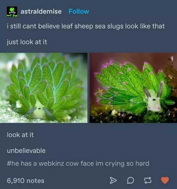 Funny-Tumblr-Jokes-Stoleitfromtumblr