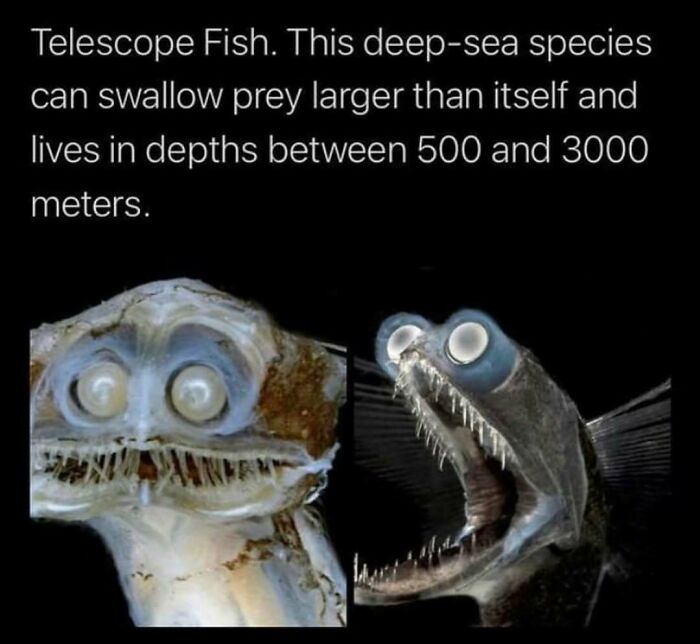 Close-up images of a telescope fish, a deep-sea species known for swallowing prey larger than itself.