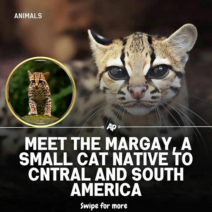 Close-up of a margay cat, a small wild animal native to Central and South America, showing unique features.