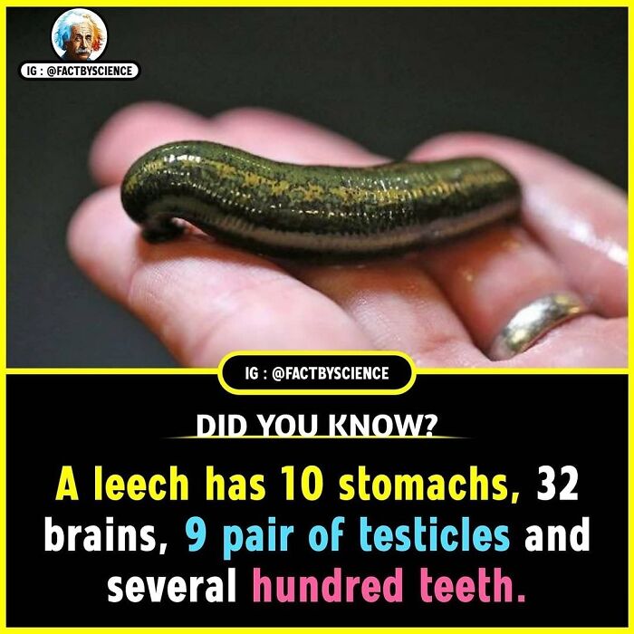 A hand holding a leech, highlighting an interesting fact about its unique anatomy.