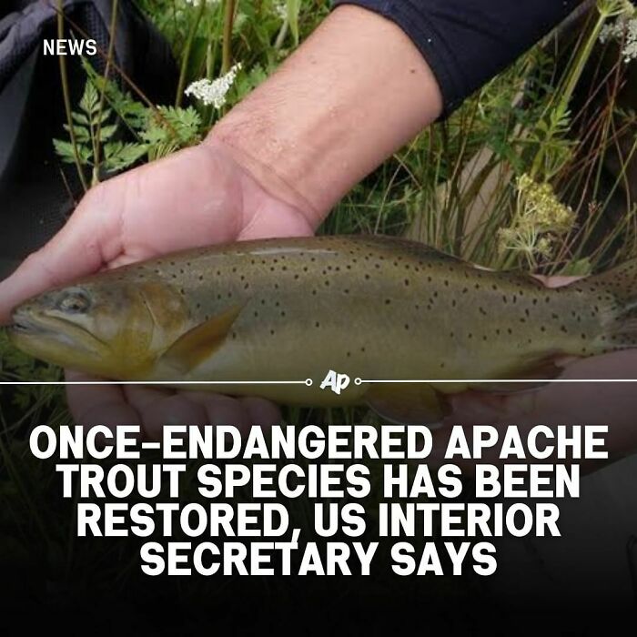 A person holding an Apache trout, highlighting a restored species in animal facts for smart knowledge.