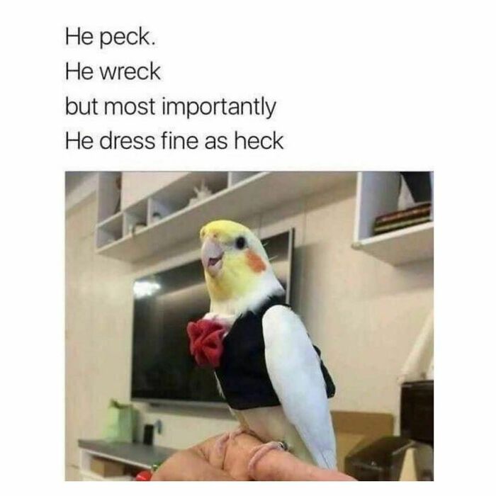 Bird dressed in a small tuxedo with a red bow tie, perfect for funny memes.