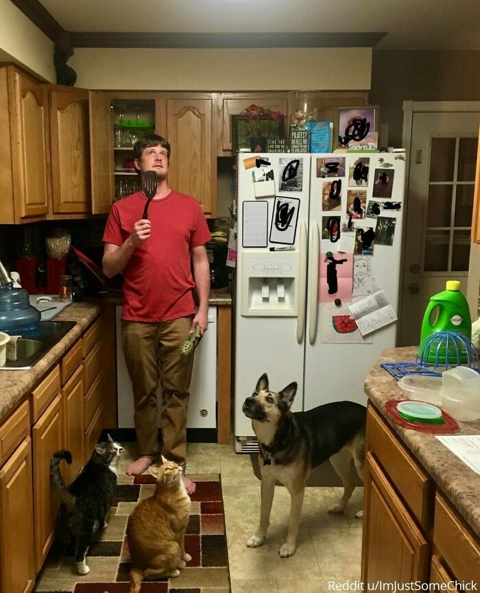 Man in kitchen holding spatula, surrounded by a dog and two cats, looking up confused; a family photo gone viral.