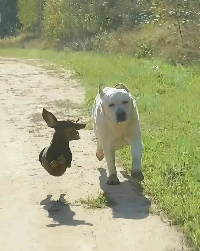 Funny-Wholesome-Dog-Memes