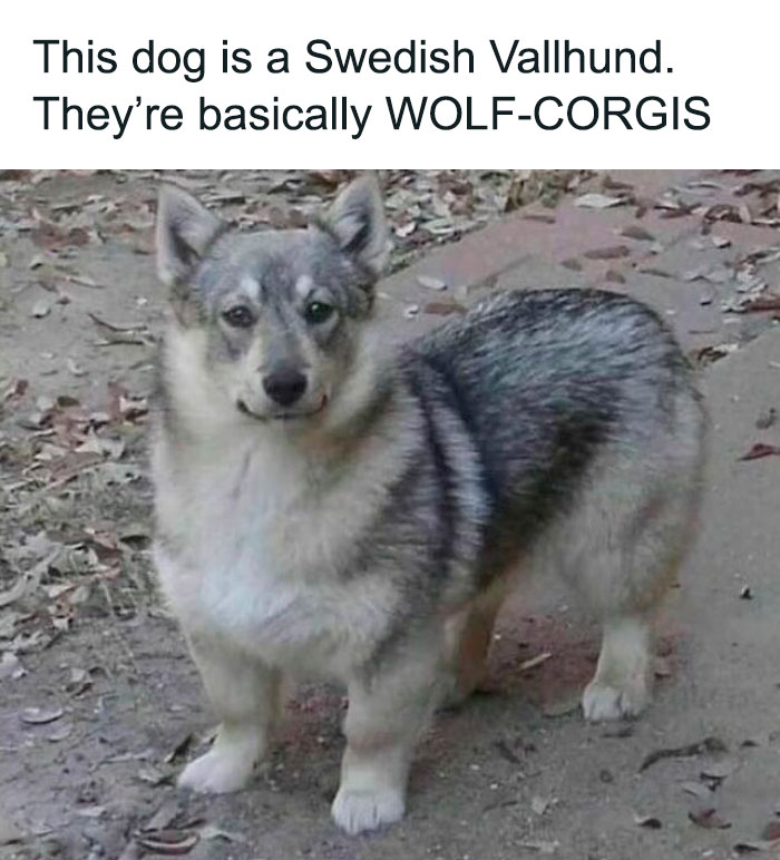 Funny-Wholesome-Dog-Memes