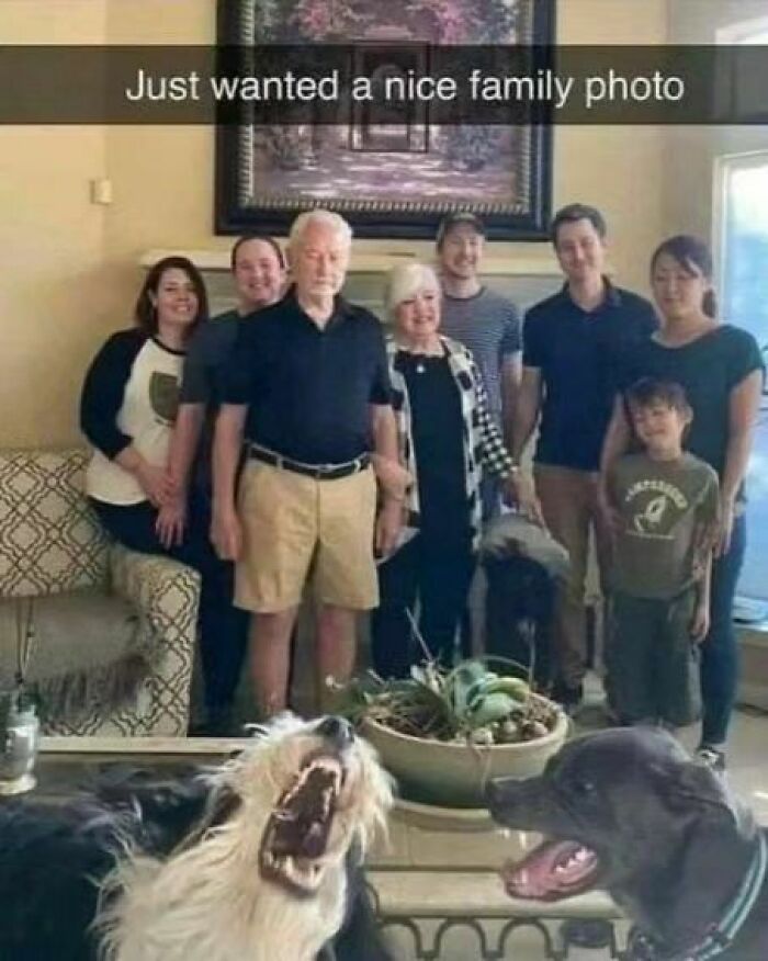 Funny-Wholesome-Dog-Memes