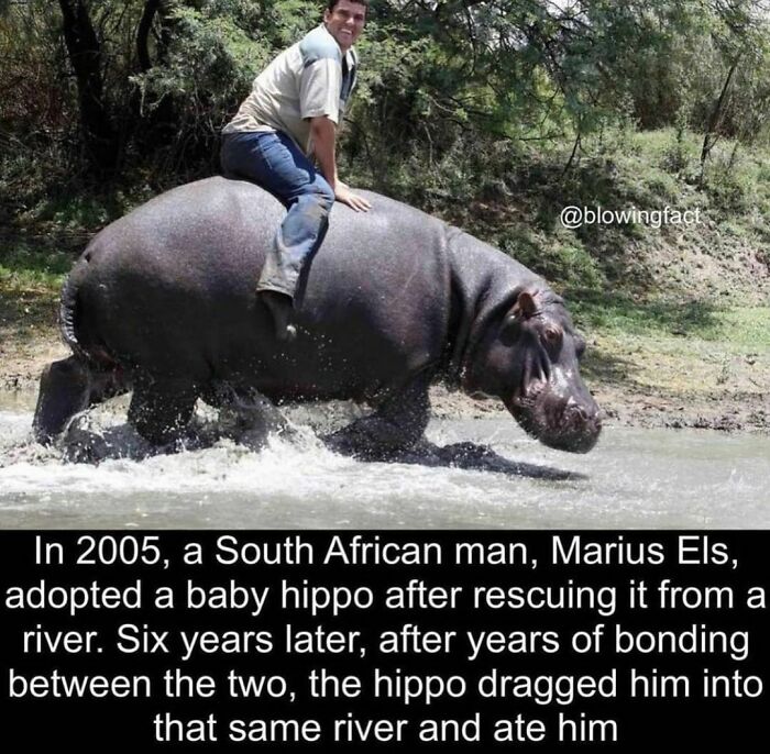 Man riding a hippo across a river, highlighting one of the weird facts shared by an Instagram account.