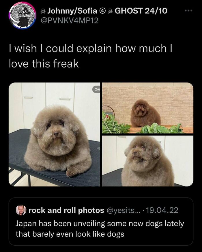 Funny meme featuring a fluffy dog with a round face, humorously described as a new type of pet in Japan.