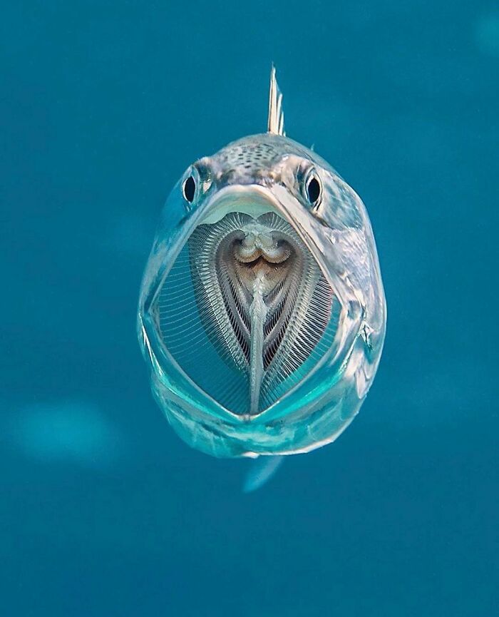 Fish with wide open mouth underwater, showing detailed gill structures for random interesting facts and curiosities.