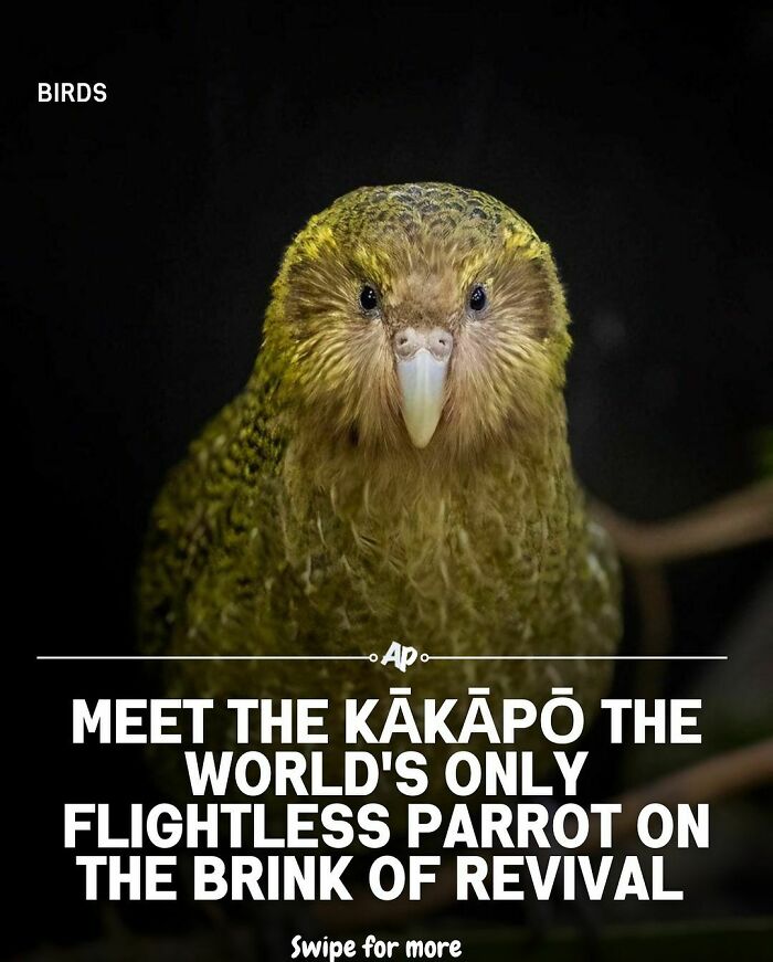 Close-up of a kakāpo flightless parrot, featured in fascinating facts about animals that highlight unique species.