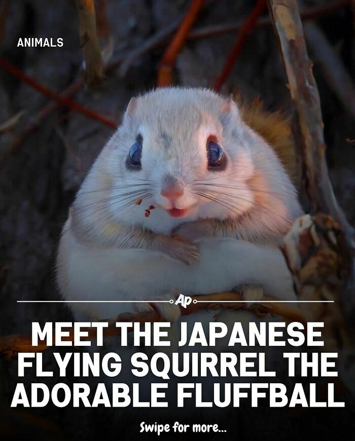 Close-up of a Japanese flying squirrel in its natural habitat highlighting unique animal facts and characteristics.