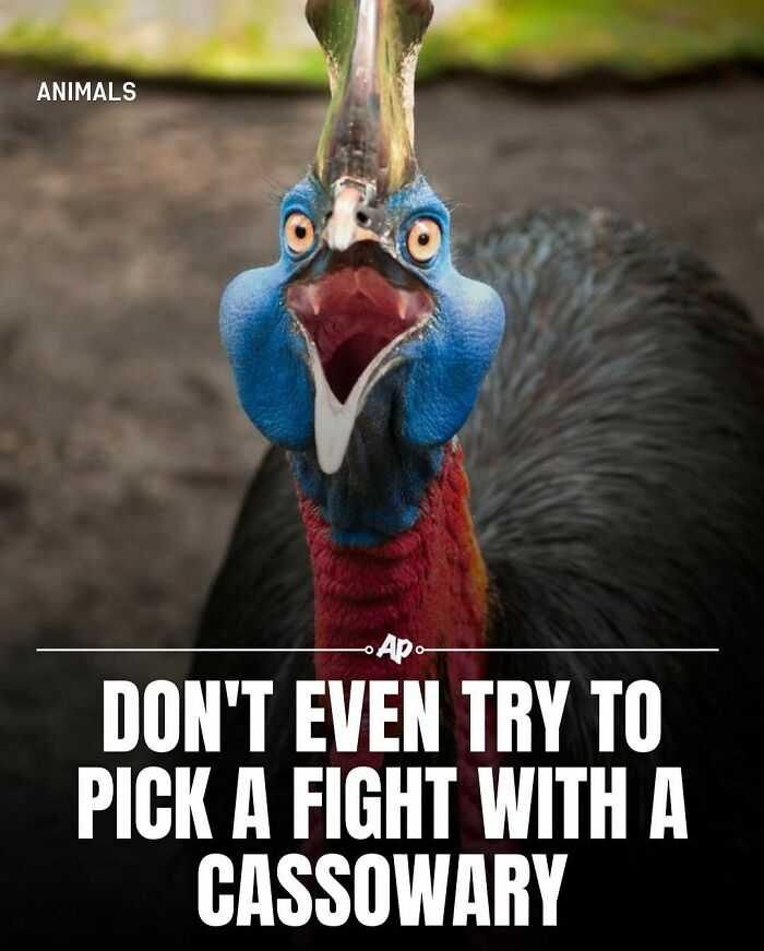 Close-up of a cassowary with colorful blue and red skin, part of facts about animals to boost your knowledge.