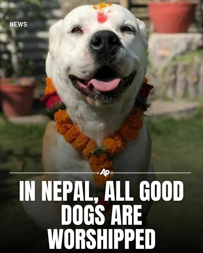 Smiling dog in Nepal adorned with flower garland, highlighting interesting facts about animals and cultural worship traditions.