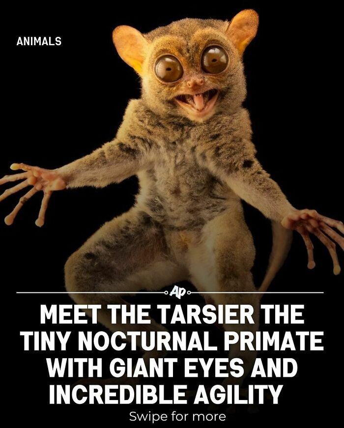 Tarsier primate with giant eyes showcasing incredible agility, a fascinating fact about animals.