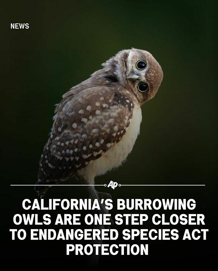 Image of a California burrowing owl with a tilted head, highlighting unique facts about animals and their conservation status.