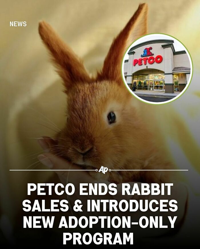 Close-up of a rabbit being held with Petco store inset, related to facts about animals and adoption programs.