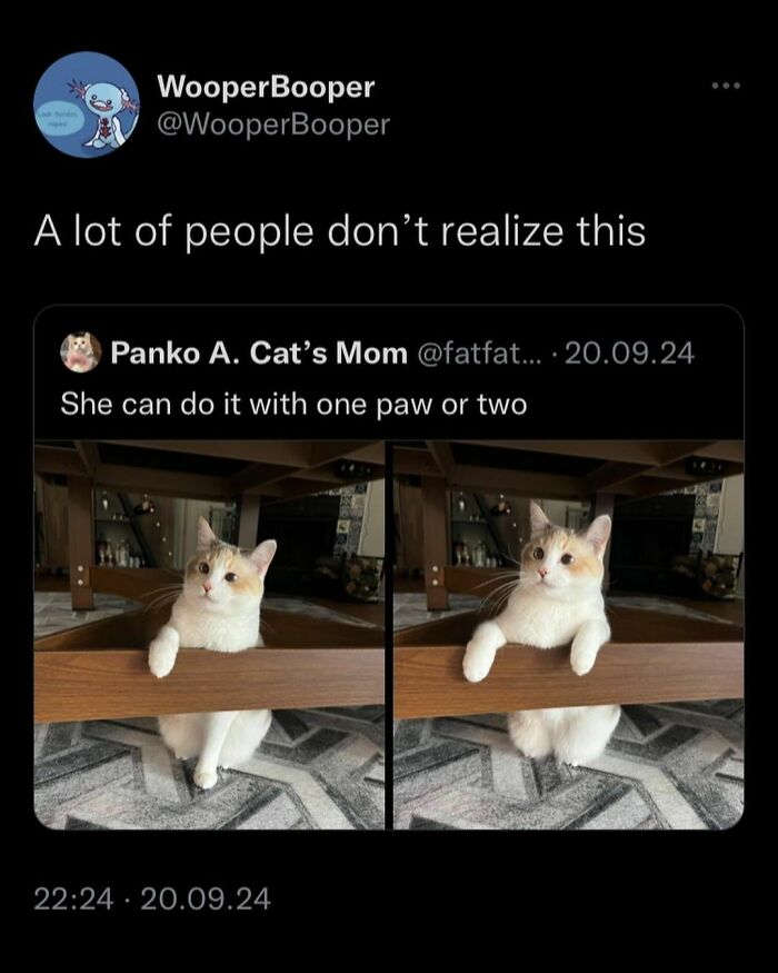 Cat doing a funny trick with its paws on a coffee table, showing humor in a meme.
