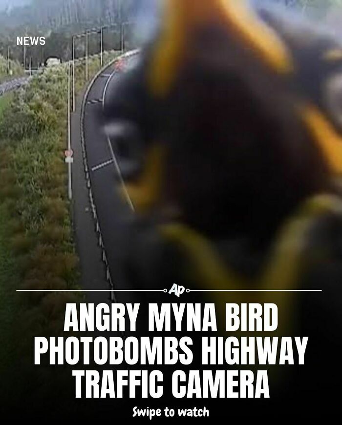 Close-up of a myna bird near a highway traffic camera, showcasing an interesting animal behavior fact.