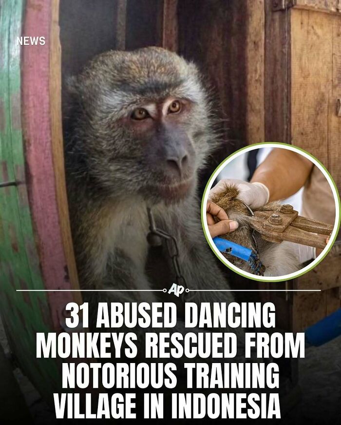 A****d dancing monkeys rescued in Indonesia, highlighting shocking animal facts that reveal cruelty and training a***e.