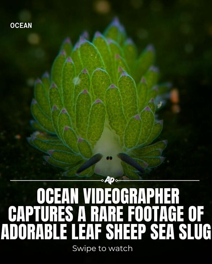 Close-up of a rare leaf sheep sea slug underwater, showcasing unique animal facts from the ocean for animal facts enthusiasts.