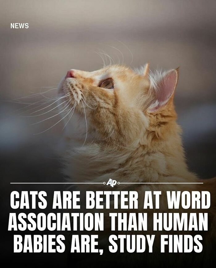 Orange cat looking up, illustrating interesting animal facts about cats and word association skills.