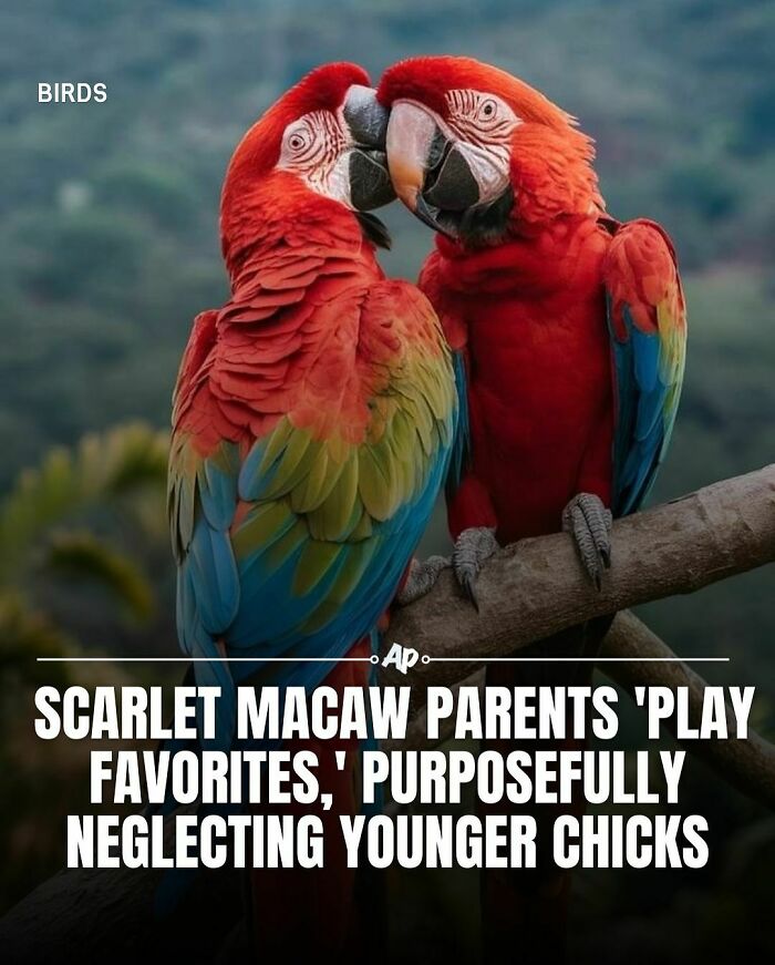 Two scarlet macaws perched on a branch illustrating interesting facts about animals and their behavior.