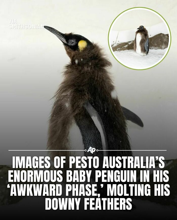 Baby penguin molting downy feathers during awkward phase, showcasing unique animal facts for animal enthusiasts.
