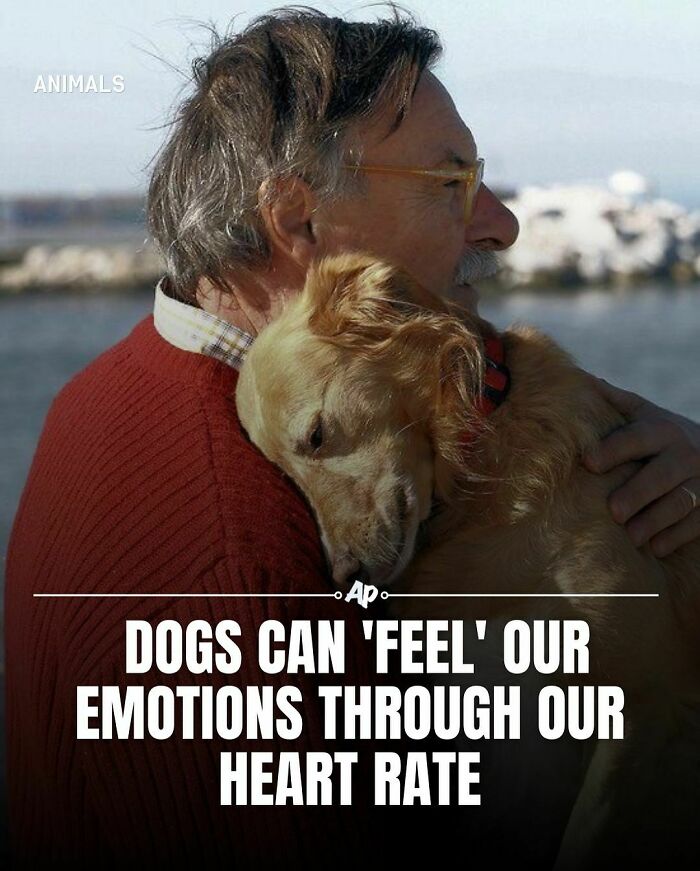 Man in a red sweater hugging a golden dog, illustrating interesting facts about animals and emotional connection.