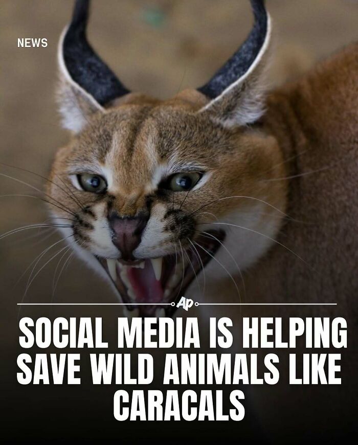 Close-up of a snarling caracal showcasing wild animal features for facts about animals and their conservation.