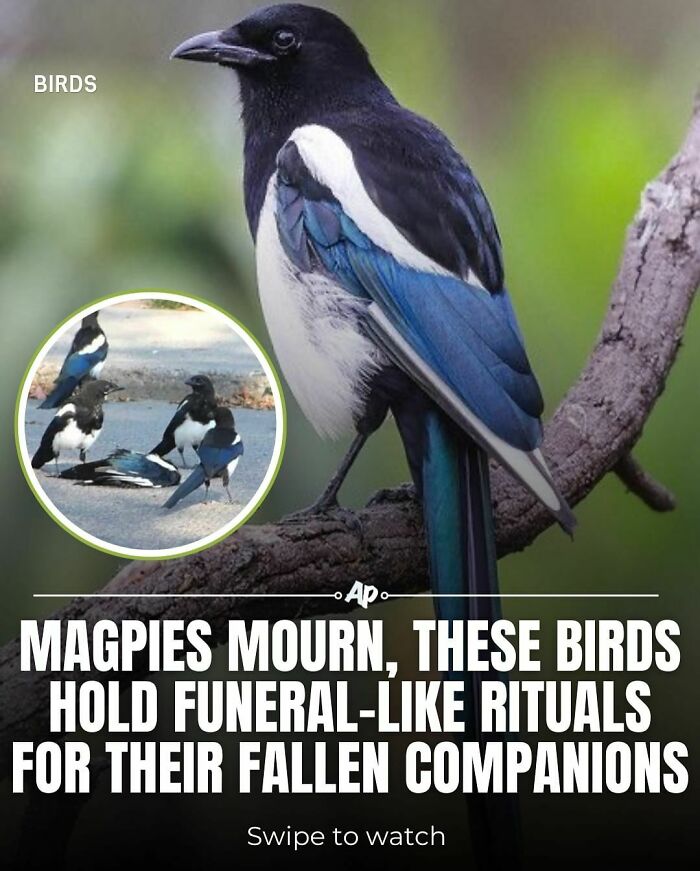 Magpies demonstrating unique animal facts by holding funeral-like rituals for their fallen companions in the wild.