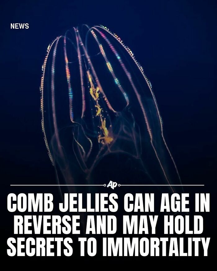 Transparent comb jelly glowing with bioluminescence underwater, illustrating fascinating facts about animals.