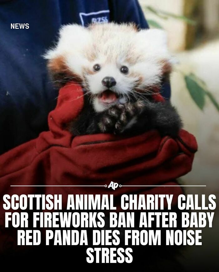 Baby red panda being held in a red blanket, highlighting facts about animals and the impact of noise stress on wildlife.