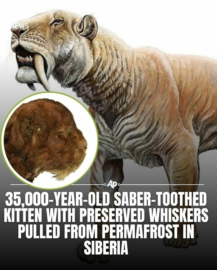 35,000-year-old saber-toothed kitten with preserved whiskers discovered in Siberia, a fascinating animal fact from ancient times.
