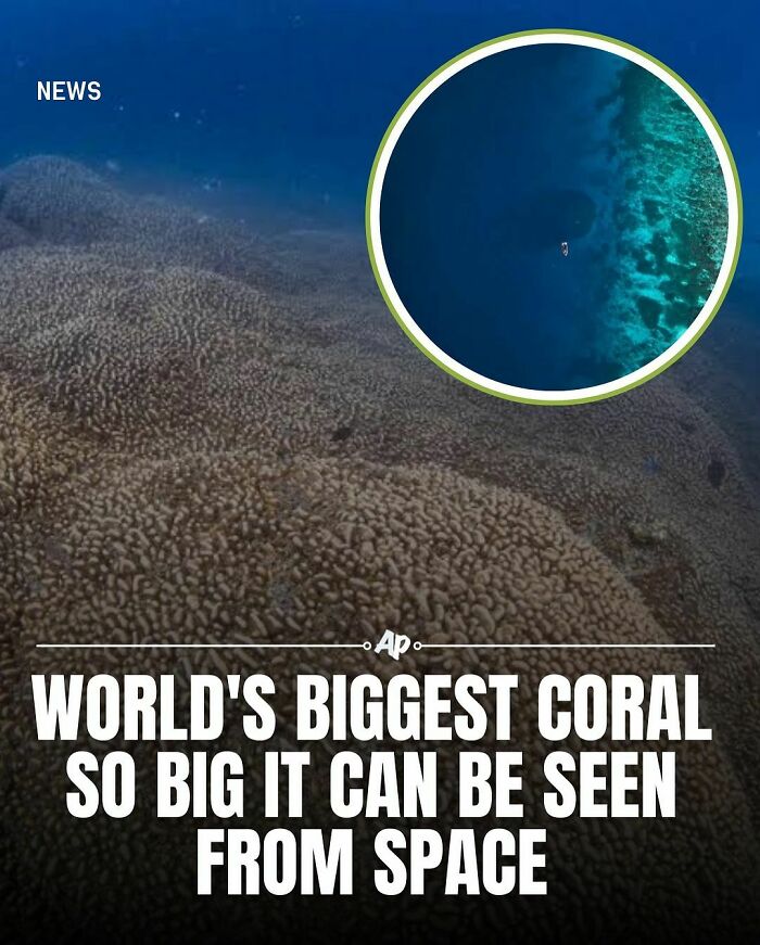 Aerial view of the world's biggest coral reef, a fascinating animal fact that highlights marine biodiversity and scale.