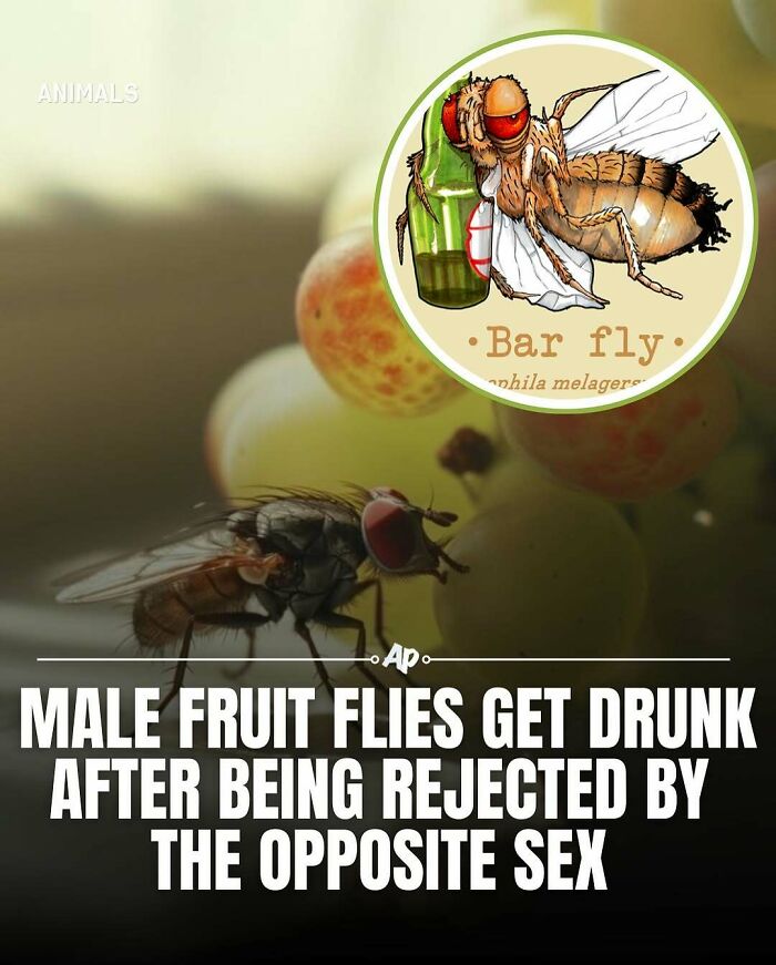 Interesting-Animal-Facts